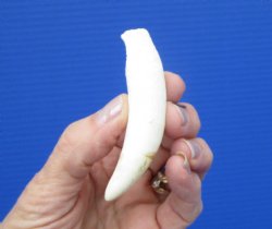 3-1/4 inches Authentic Large Alligator Tooth from a Florida gator - Buy this one for $19.99  <font color=red>SALE $16.99 </font>