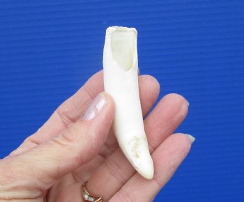 3-1/4 inches Authentic Large Alligator Tooth from a Florida gator - Buy this one for $19.99  <font color=red> FREE SHIPPING </font>