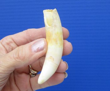 3-1/4 inches Authentic Large Alligator Tooth from a Florida gator - Buy this one for $19.99  <font color=red> FREE SHIPPING </font>