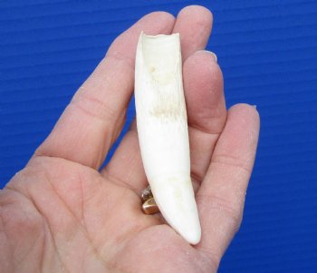 3-1/4 inches Authentic Large Alligator Tooth from a Florida gator - Buy this one for $19.99  <font color=red> FREE SHIPPING </font>