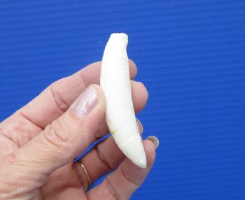 2-3/4 inches Authentic Large Alligator Tooth from a Florida gator - Buy this one for $14.99  <font color=red> FREE SHIPPING </font>