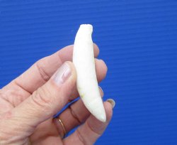 2-3/4 inches Authentic Large Alligator Tooth from a Florida gator - Buy this one for $14.99  <font color=red> FREE SHIPPING </font>