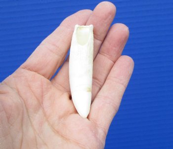 2-3/4 inches Authentic Large Alligator Tooth from a Florida gator - Buy this one for $14.99  <font color=red> FREE SHIPPING </font>