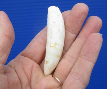 2-3/4 inches Authentic Large Alligator Tooth from a Florida gator - Buy this one for $14.99  <font color=red> FREE SHIPPING </font>