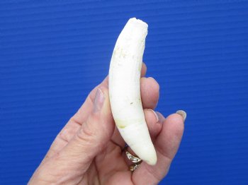 3-5/8 inches Authentic Large Alligator Tooth from a Florida gator - Buy this one for $29.99  <font color=red> FREE SHIPPING </font>