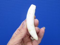 3-5/8 inches Authentic Large Alligator Tooth from a Florida gator - Buy this one for $29.99  <font color=red> SALE $24.99 </font>