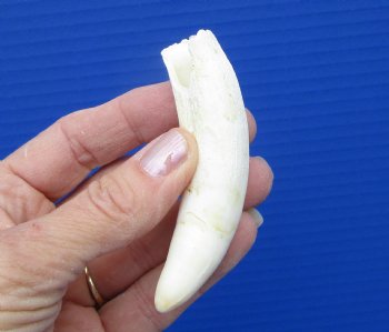 3-5/8 inches Authentic Large Alligator Tooth from a Florida gator - Buy this one for $29.99  <font color=red> FREE SHIPPING </font>