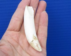 3-1/2 inches Authentic Large Alligator Tooth from a Florida gator - Buy this one for $29.99  <font color=red> FREE SHIPPING </font>