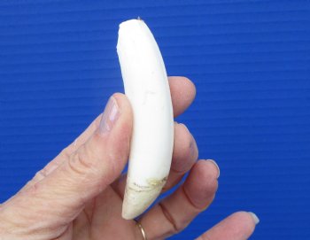 3-1/2 inches Authentic Large Alligator Tooth from a Florida gator - Buy this one for $29.99  <font color=red> FREE SHIPPING </font>