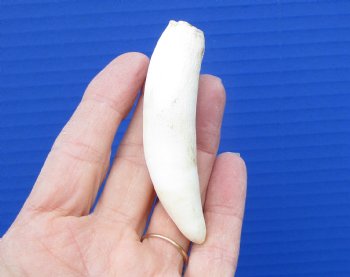 3-1/4 inches Authentic Large Alligator Tooth from a Florida gator - Buy this one for $19.99  <font color=red> FREE SHIPPING </font>