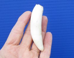 3-1/4 inches Authentic Large Alligator Tooth from a Florida gator - Buy this one for $19.99  <font color=red> FREE SHIPPING </font>