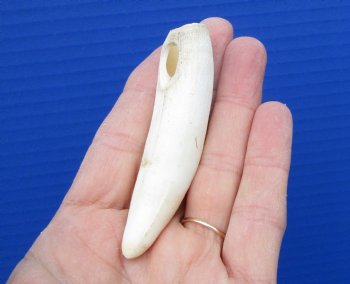 3-1/4 inches Authentic Large Alligator Tooth from a Florida gator - Buy this one for $19.99  <font color=red> FREE SHIPPING </font>