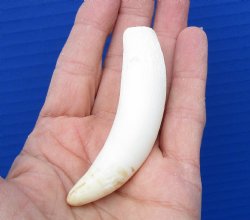 3-1/2 inches Authentic Large Alligator Tooth from a Florida gator - Buy this one for $29.99  <font color=red> FREE SHIPPING </font>