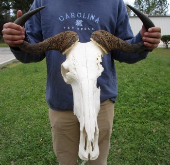 23-1/2 inches wide Blue Wildebeest Skull <font color=red> Discount Priced</font> (damage to skull) - Buy this one for $69.99