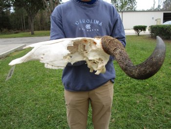 23-1/2 inches wide Blue Wildebeest Skull <font color=red> Discount Priced</font> (damage to skull) - Buy this one for $69.99