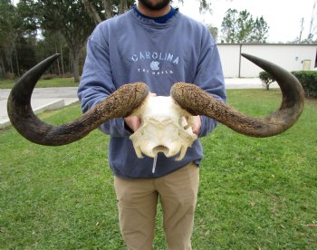 23-1/2 inches wide Blue Wildebeest Skull <font color=red> Discount Priced</font> (damage to skull) - Buy this one for $69.99