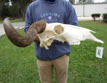 23-1/2 inches wide Blue Wildebeest Skull <font color=red> Discount Priced</font> (damage to skull) - Buy this one for $69.99