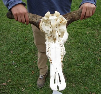 23-1/2 inches wide Blue Wildebeest Skull <font color=red> Discount Priced</font> (damage to skull) - Buy this one for $69.99