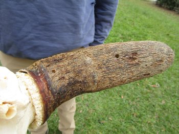 23-1/2 inches wide Blue Wildebeest Skull <font color=red> Discount Priced</font> (damage to skull) - Buy this one for $69.99