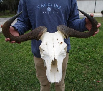 25-1/2 inches wide Blue Wildebeest Skull <font color=red> Discount Priced</font> (damage to skull) - Buy this one for $69.99