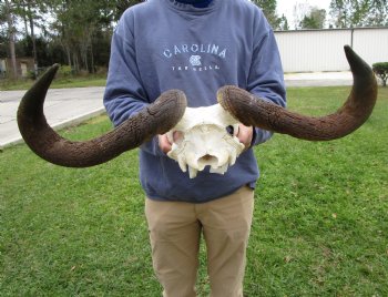 25-1/2 inches wide Blue Wildebeest Skull <font color=red> Discount Priced</font> (damage to skull) - Buy this one for $69.99