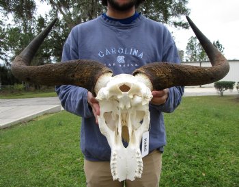 25-1/2 inches wide Blue Wildebeest Skull <font color=red> Discount Priced</font> (damage to skull) - Buy this one for $69.99