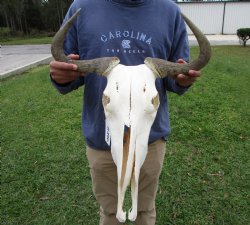 19-1/2 inches wide Blue Wildebeest Skull <font color=red> Discount Priced</font> (damage to skull) - Buy this one for $69.99