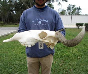 19-1/2 inches wide Blue Wildebeest Skull <font color=red> Discount Priced</font> (damage to skull) - Buy this one for $69.99