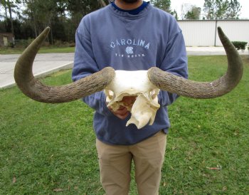 19-1/2 inches wide Blue Wildebeest Skull <font color=red> Discount Priced</font> (damage to skull) - Buy this one for $69.99