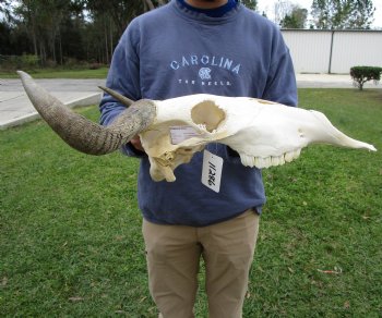 19-1/2 inches wide Blue Wildebeest Skull <font color=red> Discount Priced</font> (damage to skull) - Buy this one for $69.99