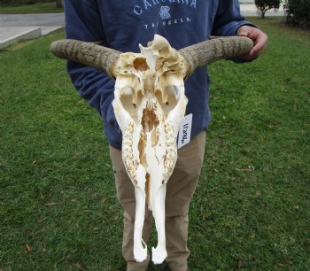 19-1/2 inches wide Blue Wildebeest Skull <font color=red> Discount Priced</font> (damage to skull) - Buy this one for $69.99