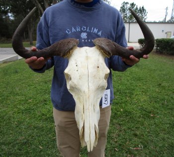 23-1/2 inches wide Blue Wildebeest Skull <font color=red> Discount Priced</font> (damage to skull) - Buy this one for $69.99