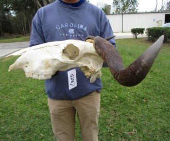 23-1/2 inches wide Blue Wildebeest Skull <font color=red> Discount Priced</font> (damage to skull) - Buy this one for $69.99