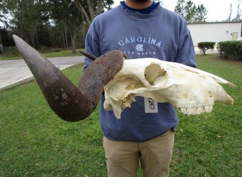 23-1/2 inches wide Blue Wildebeest Skull <font color=red> Discount Priced</font> (damage to skull) - Buy this one for $69.99