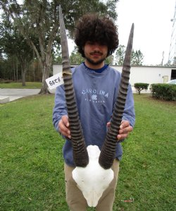 Gemsbok Skull Plate with 25-1/2 and 23-3/8 inches Horns for $64.99