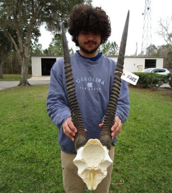 Gemsbok Skull Plate with 25-1/2 and 23-3/8 inches Horns for $64.99