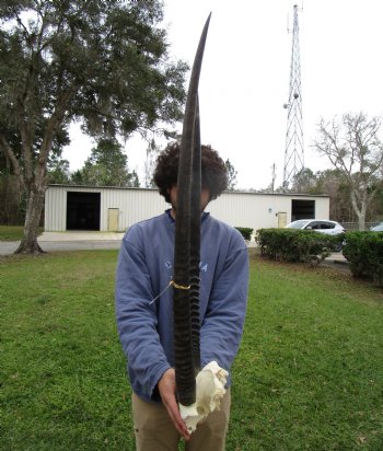 Large Gemsbok Skull Plate with 35 and 38 inches Horns <font color=red> Discount Priced Cracks in Horns </font> - Buy this one for $69.99