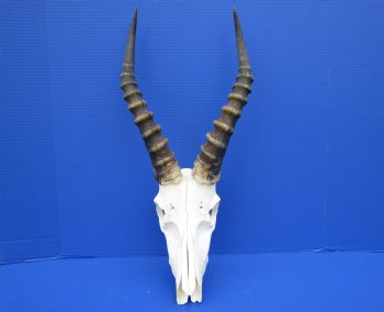 African Blesbok Skull with 15 Inches Horns <font color=red> Discount Grade B with Skull Damage</font> for $69.99