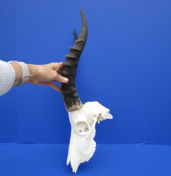 African Blesbok Skull with 15 Inches Horns <font color=red> Discount Grade B with Skull Damage</font> for $69.99