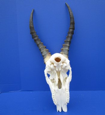 African Blesbok Skull with 15 Inches Horns <font color=red> Discount Grade B with Skull Damage</font> for $69.99