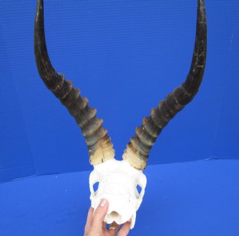 African Blesbok Skull with 15 Inches Horns <font color=red> Discount Grade B with Skull Damage</font> for $69.99