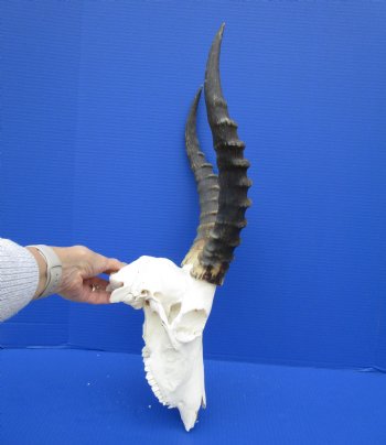 African Blesbok Skull with 15 Inches Horns <font color=red> Discount Grade B with Skull Damage</font> for $69.99