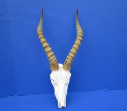 Large African Blesbok Skull with 16-1/4 Inches Horns <font color=red> Discount Grade B with Skull Damage</font> for $69.99