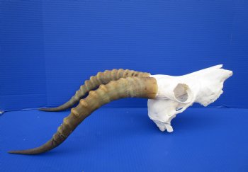 Large African Blesbok Skull with 16-1/4 Inches Horns <font color=red> Discount Grade B with Skull Damage</font> for $69.99