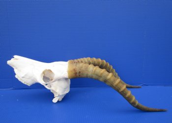 Large African Blesbok Skull with 16-1/4 Inches Horns <font color=red> Discount Grade B with Skull Damage</font> for $69.99