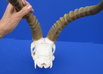 Large African Blesbok Skull with 16-1/4 Inches Horns <font color=red> Discount Grade B with Skull Damage</font> for $69.99