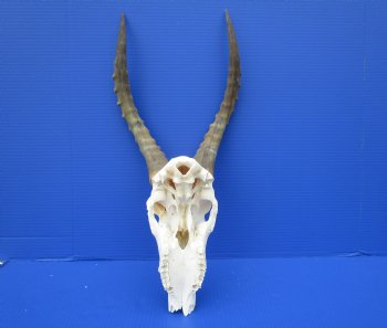 Large African Blesbok Skull with 16-1/4 Inches Horns <font color=red> Discount Grade B with Skull Damage</font> for $69.99