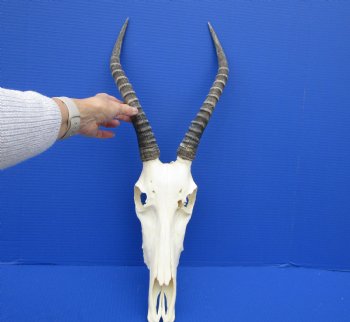 African Blesbok Skull with 13-1/2 Inches Horns <font color=red> Discount Grade B with Skull Damage</font> for $69.99