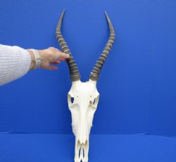 African Blesbok Skull with 13-1/2 Inches Horns <font color=red> Discount Grade B with Skull Damage</font> for $69.99