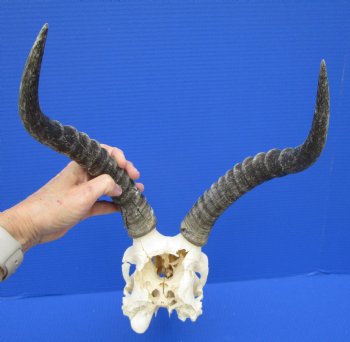 African Blesbok Skull with 13-1/2 Inches Horns <font color=red> Discount Grade B with Skull Damage</font> for $69.99